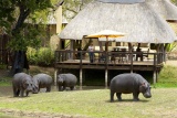 Hippos at Arathusa's Waterhole