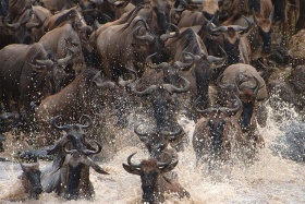 Kichwa tembo great migration, Maasai Mara