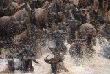 Great Migration at Kichwa Tembo