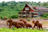 Elephants in front of The Ark, Aberdare