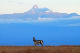 Kicheche-laikipia-zebra-mt-kenya-800px