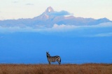 Zebra framed by Mount Kenya, Laikipia