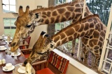 Guess who's coming for dinner? at Giraffe Manor