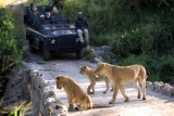 Lion Sands Tinga game drive with lions