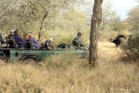 Game drive in timbavati