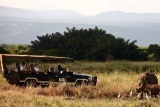 Rhino on game drive at Elsa's Kopje