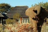 Elephant visitor at Rhulani Safari Lodge, Madikwe