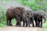An elephant family at Hluhluwe-iMfolosi National Park, KwaZulu-Natal