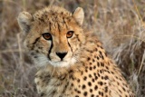 Young cheetah on game drive at Phinda Zuka Lodge