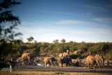Elephants visit the waterhole in front of Jamala Madikwe