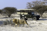 Game Drive at Little Ongava