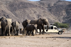 Desert Elephants on Game Drive, Hoanib Skeleton Coast Camp