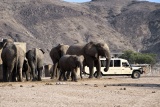 Elephants on Game Drive, Hoanib Skeleton Coast Camp