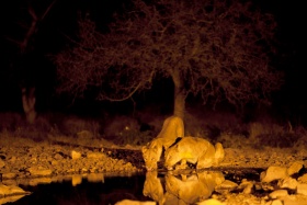 Lions at the Waterhole at Night, Andersson's Camp, Ongava, Namibia