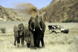 Elephants on Game Drive, Doro Nawas Camp, Namibia