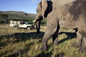 Game Drive with Damara Mopane Lodge