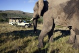 Game Drive at Damara Mopane Lodge