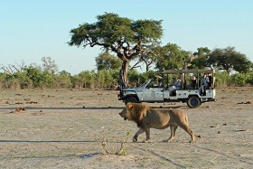 Savuti Safari Lodge game drive with lion