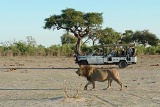Savuti Safari Lodge game drive