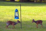 Dikdik visitors at Arumeru River Lodge