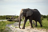 Game drive at Savute Elephant Camp