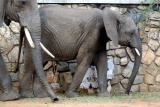 New Guests at Tarangire Safari Lodge