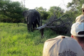 Elephant on bush walk, Bateleur Camp