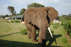 Elephant visitor to Rhino Lodge