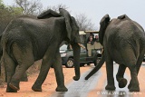 Game drive with elephants