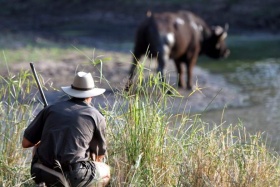 Buffalo on Bush Walk, Senalala Luxury Camp, Klaserie