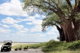 Baines' Baobabs, near Nxai Pan