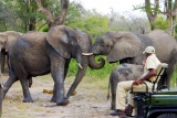 Elephants on Game Drive, Elephant Plains