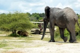 Lions disturbed by elephant on game drive, Chief's Camp