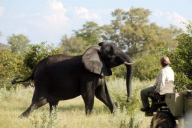 Kwando Lebala tracker and elephant