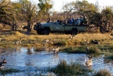 Wild dogs on game drive, Kwando Kwara, Botswana