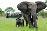 Elephant with babies at Sabi Sand Reserve