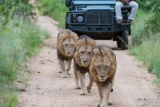 Lion trio on game drive, Sabi Sabi