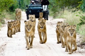 Walking with the pride