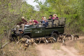 Wild dog on game drive, Little Bush Camp