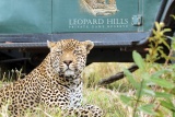 Leopard on Leopard Hlls