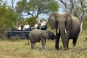 Dulini game drive elephants