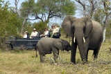 Elephant mum & baby on Dulini game drive
