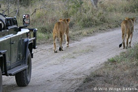 Open vehicle game drive