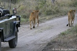 Open vehicle game drive, Nkorho