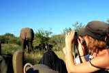 Elephant on Game Drive, Mohlabetsi Safari Lodge, Balule Game Reserve