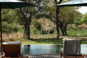 Elephant visitors at Tanda Tula