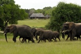 Elephant visitors at Inyati Safari Lodge