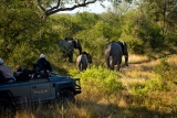 Game Drive at River Lodge