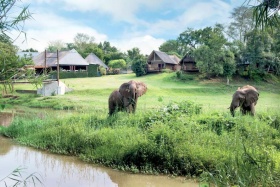 Elephant Whispers Residents at Hippo Hollow