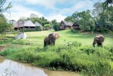 Elephant Whispers Guests Visiting Hippo Hollow